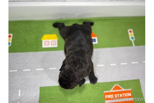 成約済の愛知県のフレンチブルドッグ-304234の6枚目