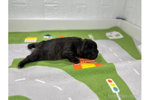 成約済の愛知県のフレンチブルドッグ-304234の5枚目