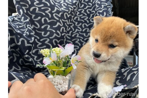 成約済の広島県の柴犬-300482の2枚目