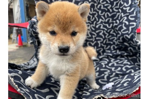 成約済の広島県の柴犬-300482の3枚目