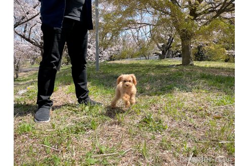 販売中の滋賀県のティーカッププードル-304252の5枚目