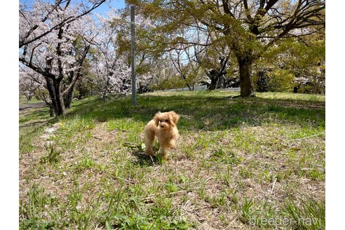 成約済の滋賀県のティーカッププードル-304252の4枚目