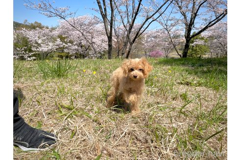 販売中の滋賀県のティーカッププードル-304252の3枚目