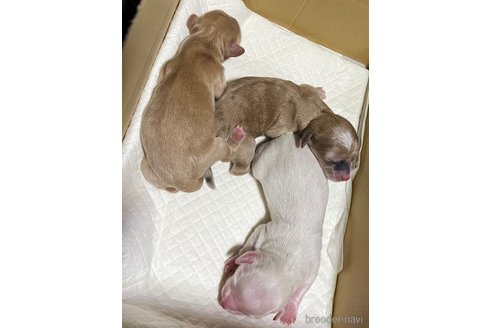 成約済の福岡県のマルックス:マルチーズ×ミニチュアダックスフンド-304257の27枚目