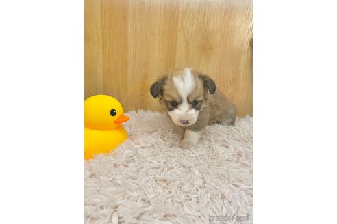 成約済の愛知県のウェルシュコーギーペンブローク-295986の6枚目