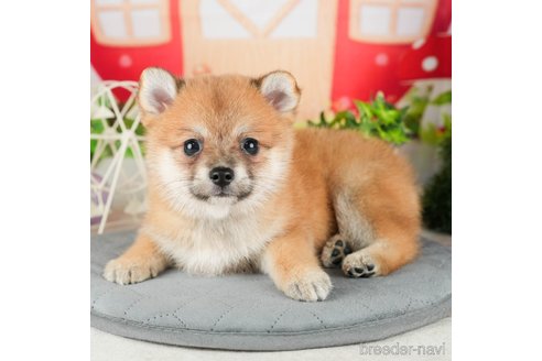 成約済の千葉県のミックス犬-304264の2枚目