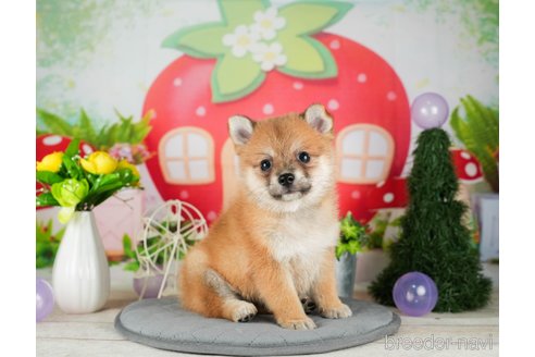 成約済の千葉県のミックス犬-304264の3枚目