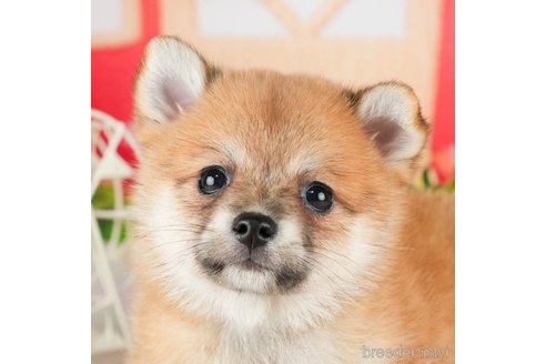 成約済の千葉県のミックス犬-304264