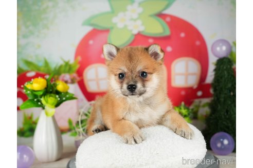 成約済の千葉県のミックス犬-304264の5枚目