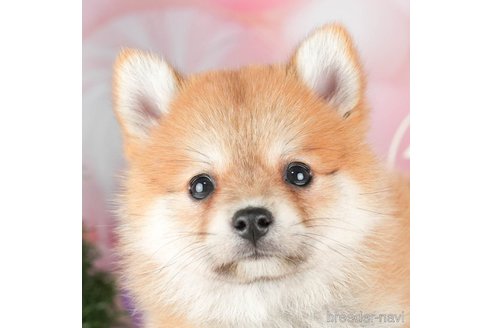 成約済の千葉県のミックス犬-304266の2枚目