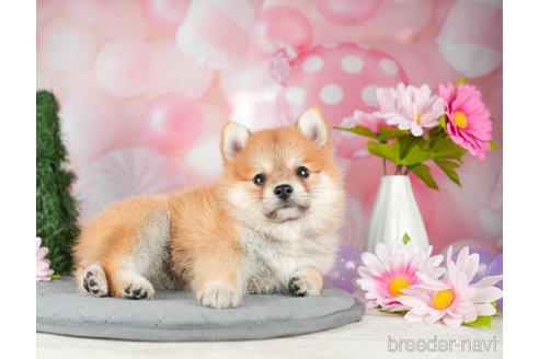 成約済の千葉県のミックス犬-304266の3枚目