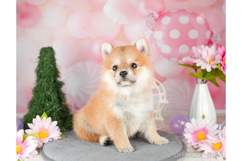 成約済の千葉県のミックス犬-304266の4枚目