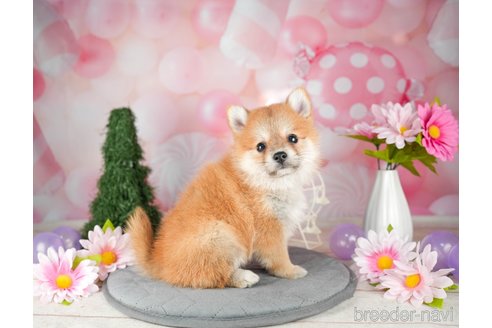 成約済の千葉県のミックス犬-304266の5枚目