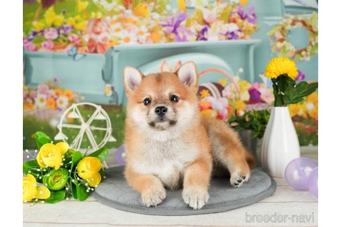 成約済の千葉県のミックス犬-304269の4枚目