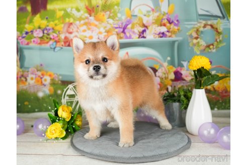 成約済の千葉県のミックス犬-304269の5枚目