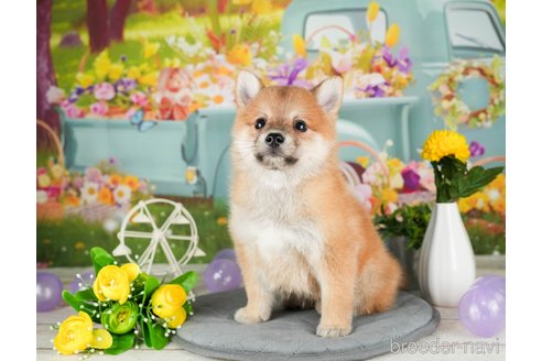 成約済の千葉県のミックス犬-304269の2枚目