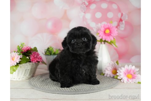 成約済の千葉県のミックス犬-304274の2枚目