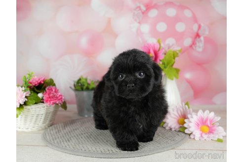 成約済の千葉県のミックス犬-304274の4枚目