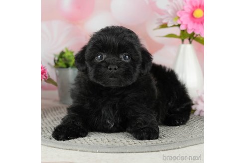 成約済の千葉県のミックス犬-304274の3枚目