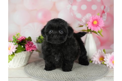 成約済の千葉県のミックス犬-304274の5枚目