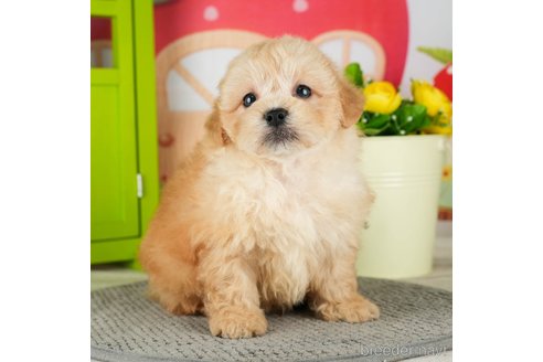 成約済の千葉県のミックス犬-304281の1枚目