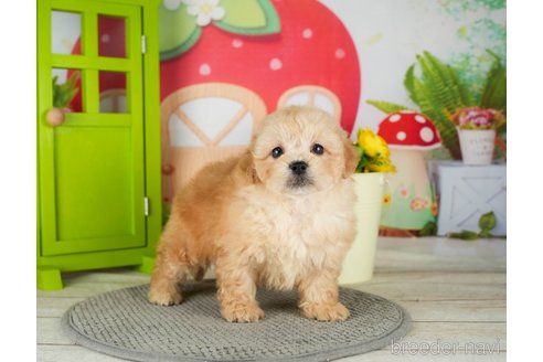 成約済の千葉県のミックス犬-304281の5枚目