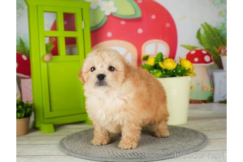 成約済の千葉県のミックス犬-304281の3枚目