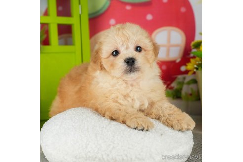 成約済の千葉県のミックス犬-304281の2枚目