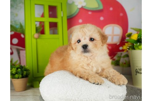 成約済の千葉県のミックス犬-304281の4枚目