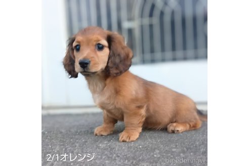 成約済の埼玉県のミニチュアダックスフンド(ロングヘアード)-301679の10枚目