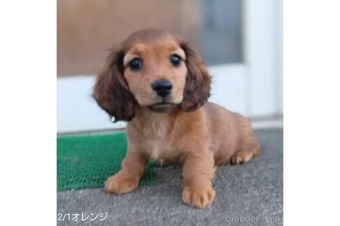 成約済の埼玉県のミニチュアダックスフンド(ロングヘアード)-301679の11枚目