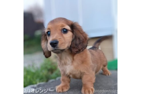 成約済の埼玉県のミニチュアダックスフンド(ロングヘアード)-301679の7枚目