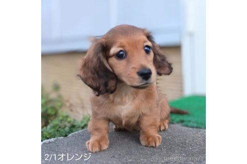 販売中の埼玉県のミニチュアダックスフンド(ロングヘアード)-301679の3枚目