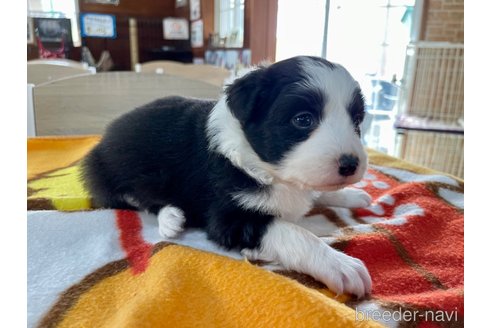 成約済の長野県のボーダーコリー-304291の18枚目