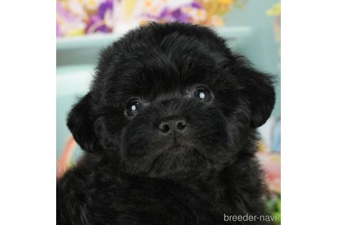 成約済の千葉県のミックス犬-304288の1枚目