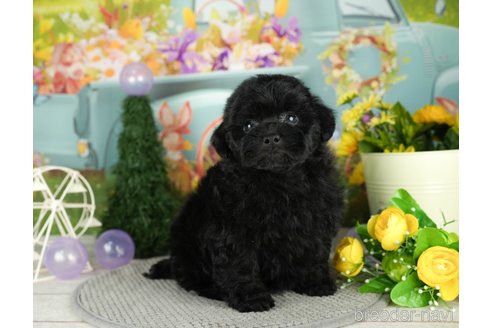 成約済の千葉県のミックス犬-304288の3枚目