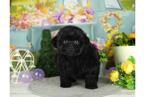 成約済の千葉県のミックス犬-304288の4枚目