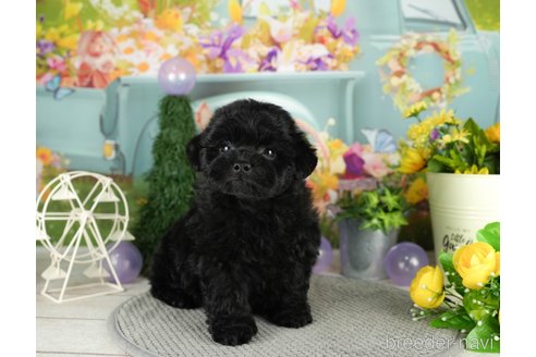 成約済の千葉県のミックス犬-304288の2枚目