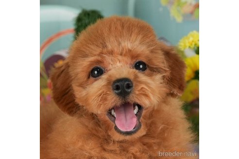 成約済の千葉県のトイプードル-304290の1枚目