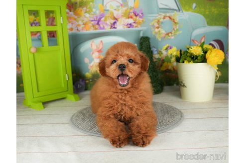 成約済の千葉県のトイプードル-304290の4枚目