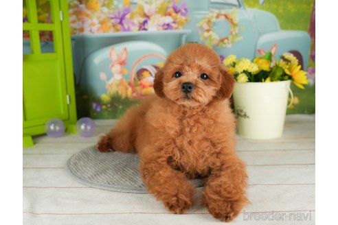 成約済の千葉県のトイプードル-304290の5枚目