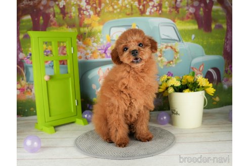 成約済の千葉県のトイプードル-304290の2枚目