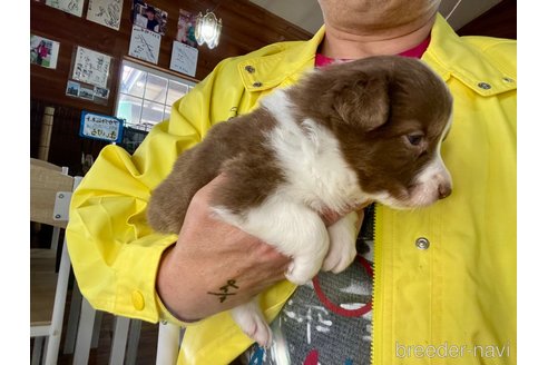 成約済の長野県のボーダーコリー-304292の10枚目