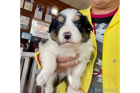 成約済の長野県のボーダーコリー-304295の6枚目