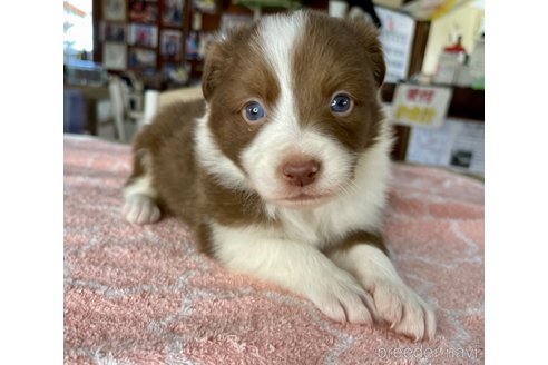 成約済の長野県のボーダーコリー-304297の11枚目