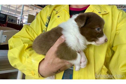 成約済の長野県のボーダーコリー-304297の10枚目