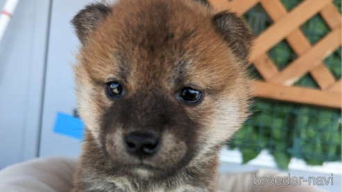 成約済の千葉県の柴犬-302457の1枚目