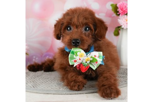 成約済の千葉県のトイプードル-304301の1枚目