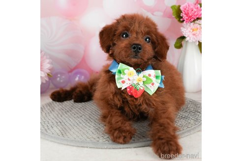 成約済の千葉県のトイプードル-304301の2枚目