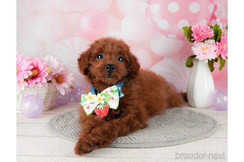 成約済の千葉県のトイプードル-304301の5枚目